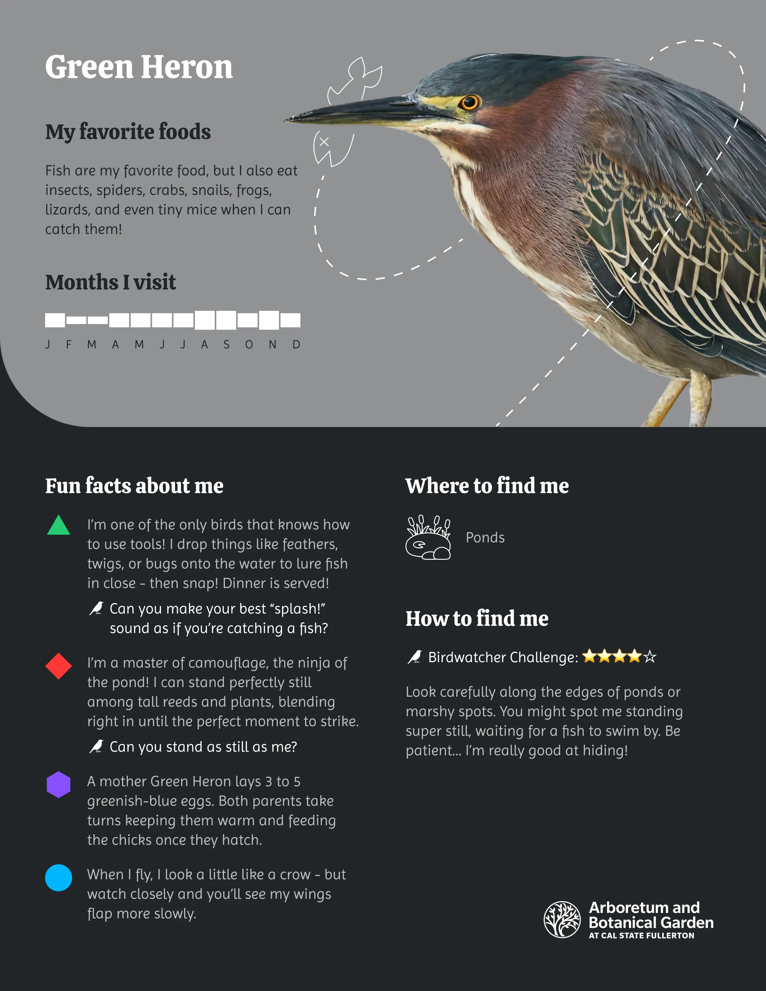 Green Heron Discovery Card