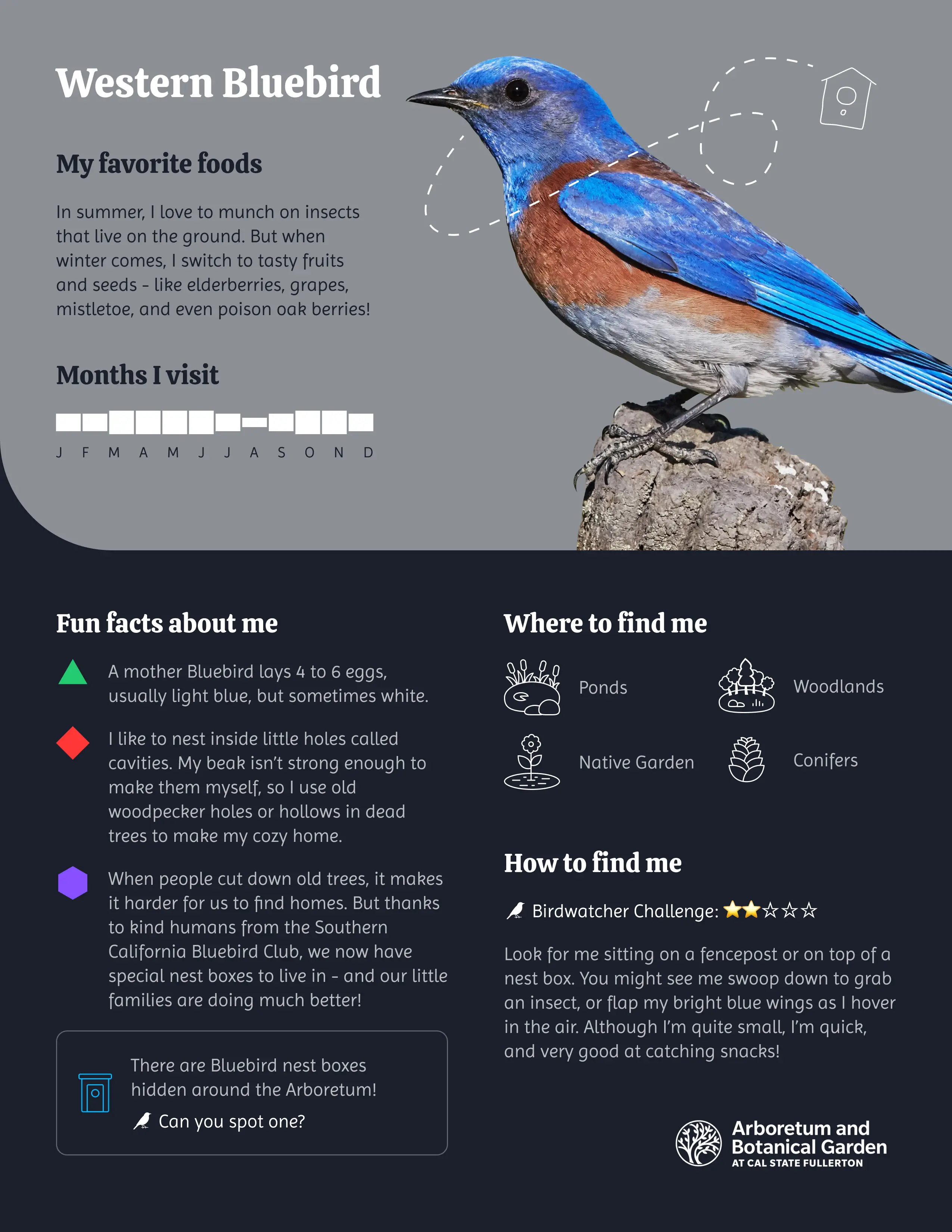 Western Bluebird Discovery Card