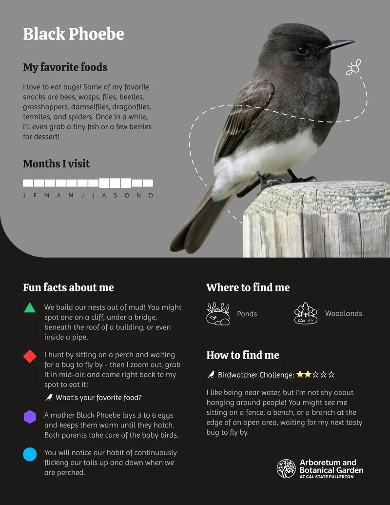 Black Phoebe card: a photo of the bird, its favorite foods, the months it visits, fun facts, where to find it, and a birdwatcher challenge.