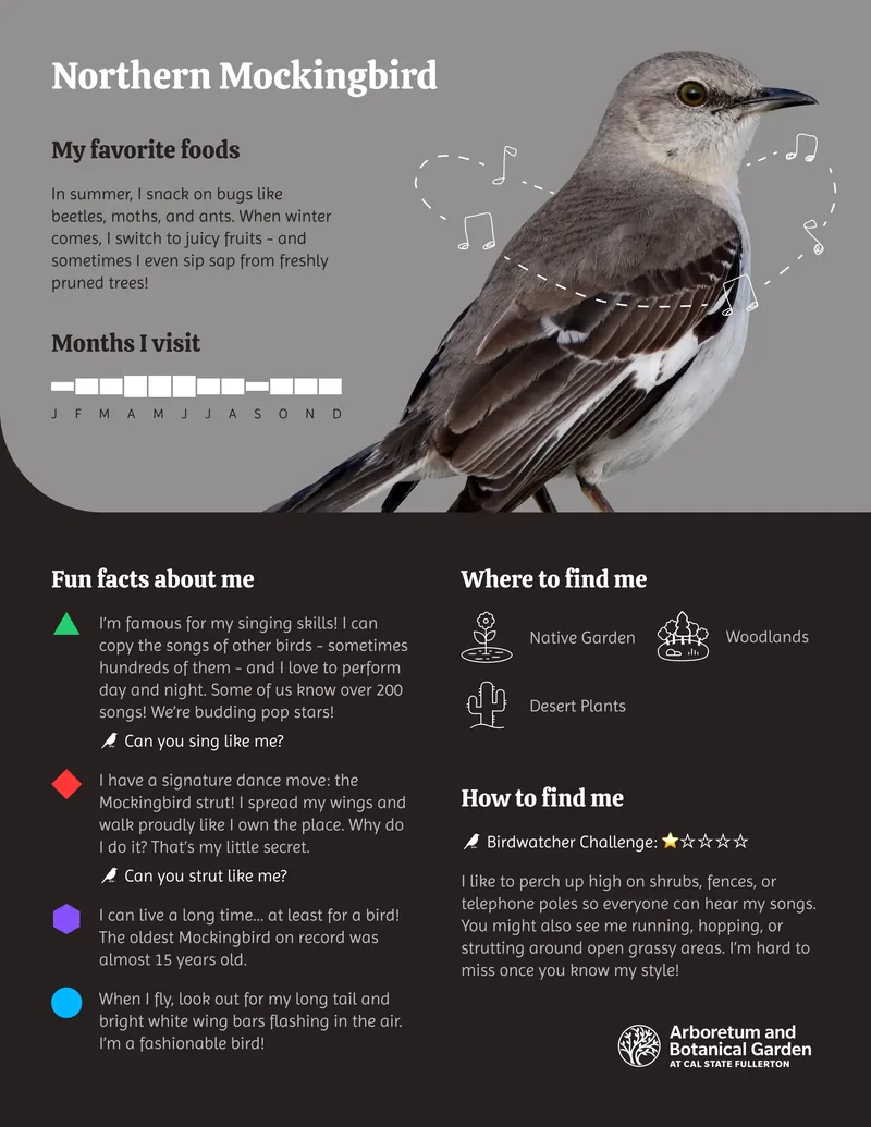 Northern Mockingbird card: a photo of the bird, its favorite foods, the months it visits, fun facts, where to find it, and a birdwatcher challenge.